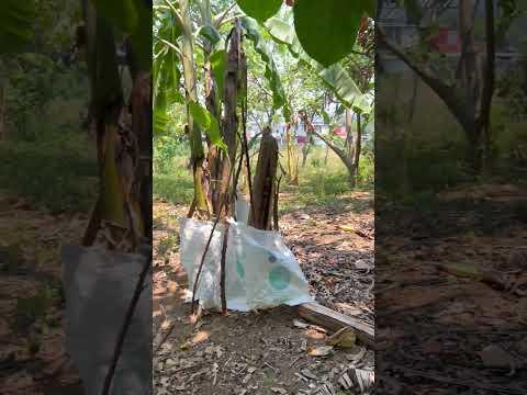 Previsualización de video